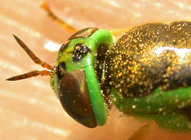 Odontomyia cincta